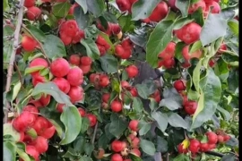 В продаже участок ,6 соток.