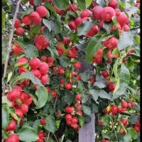 В продаже участок ,6 соток.